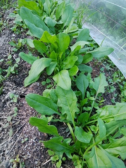 f:id:mee30:20201104195309j:plain