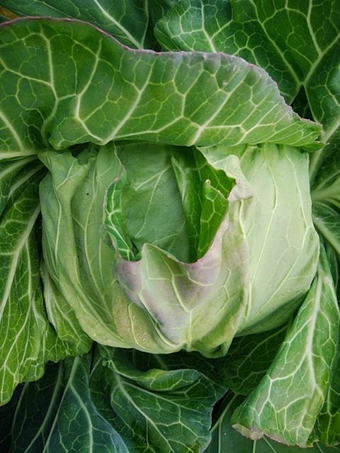 f:id:mee30:20201213201545j:plain