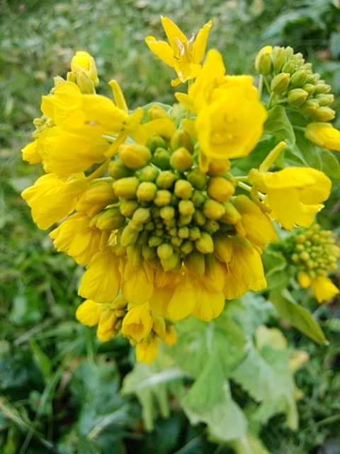 f:id:mee30:20201231195102j:plain