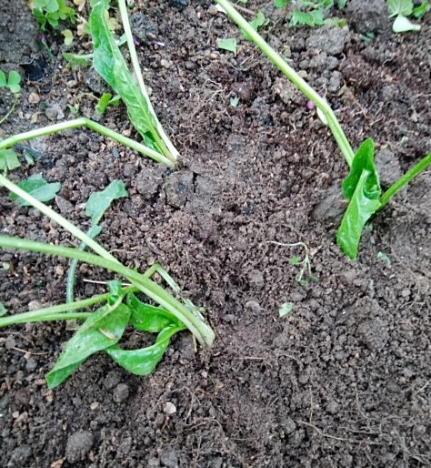 f:id:mee30:20201231195141j:plain