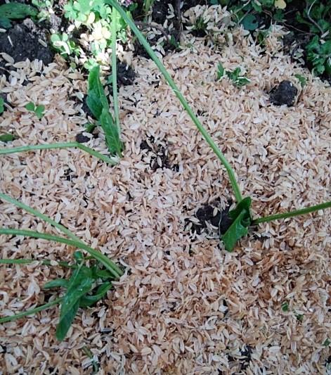 f:id:mee30:20201231195201j:plain