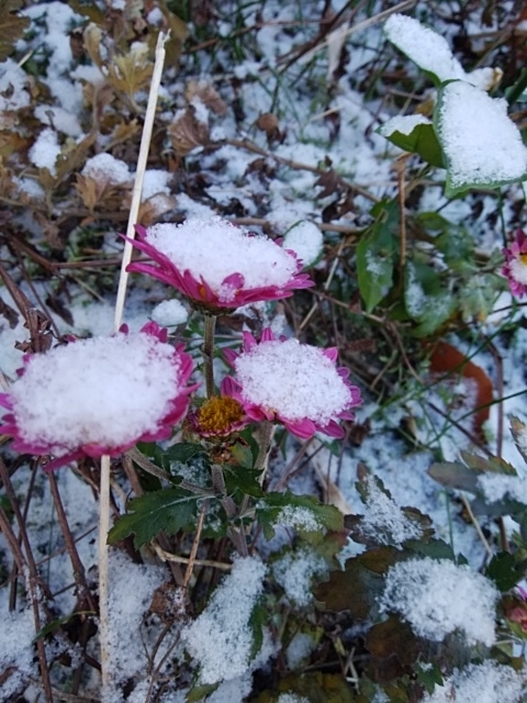 f:id:mee30:20210108195404j:plain