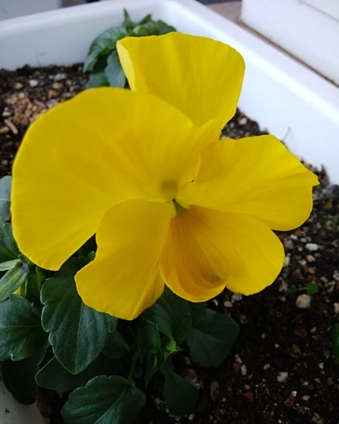 f:id:mee30:20210114192858j:plain