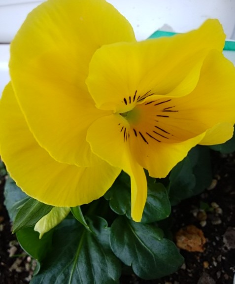 f:id:mee30:20210114192917j:plain