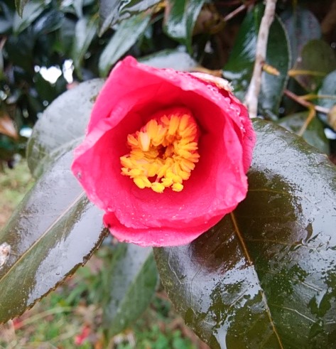 f:id:mee30:20210126200455j:plain