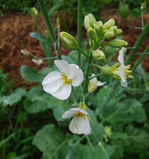 f:id:mee30:20210702185911j:plain