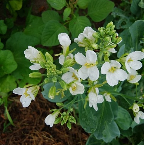 f:id:mee30:20210702185940j:plain