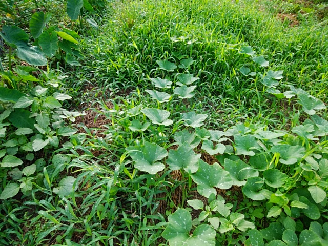 f:id:mee30:20210702190006j:plain