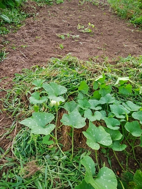 f:id:mee30:20210702190020j:plain