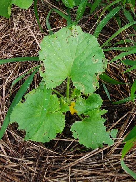 f:id:mee30:20210702190253j:plain