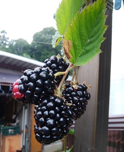 f:id:mee30:20210712192750j:plain