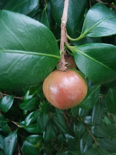 f:id:mee30:20210824192445j:plain