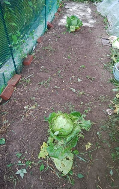 f:id:mee30:20210824192537j:plain