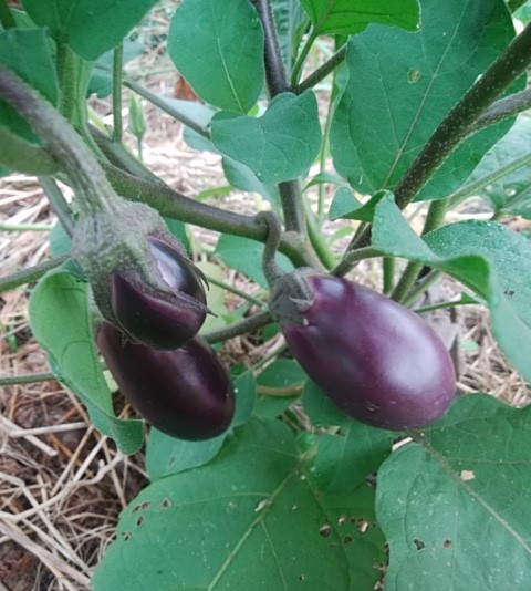 f:id:mee30:20210824192649j:plain