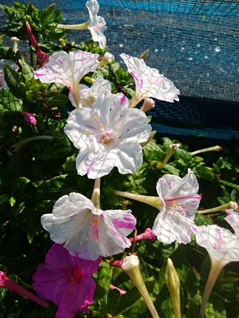 f:id:mee30:20210925195836j:plain