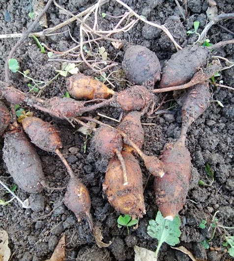 f:id:mee30:20211105192217j:plain