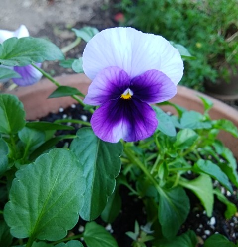 f:id:mee30:20211108194907j:plain