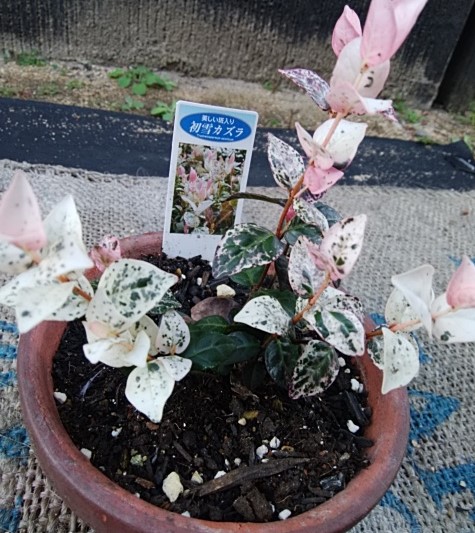 f:id:mee30:20211125193357j:plain