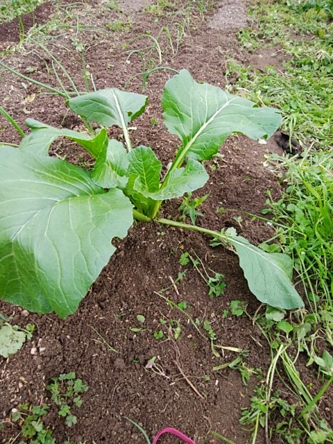 f:id:mee30:20211125193450j:plain