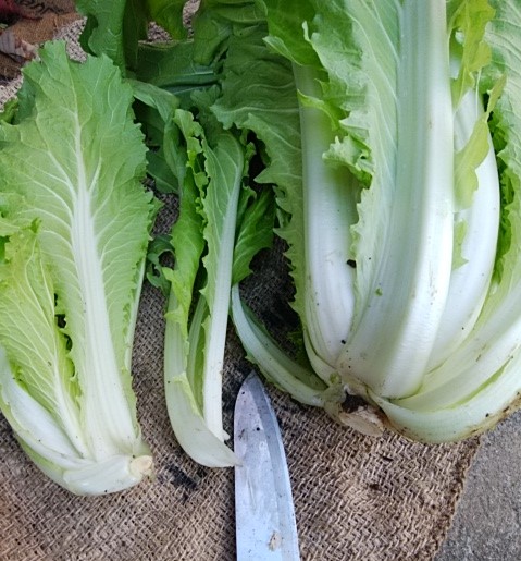 f:id:mee30:20211125193521j:plain