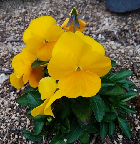 f:id:mee30:20211224194544j:plain