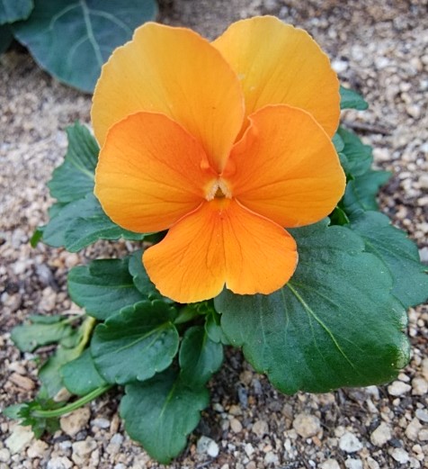 f:id:mee30:20211225193331j:plain