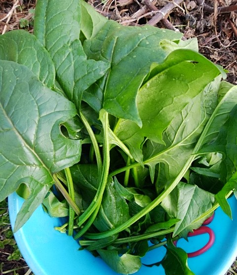 f:id:mee30:20211225193430j:plain