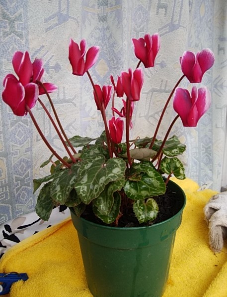 f:id:mee30:20211230193436j:plain