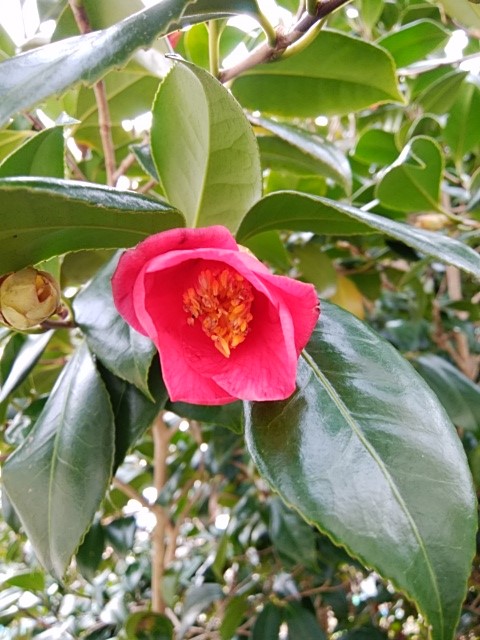 f:id:mee30:20220117193117j:plain