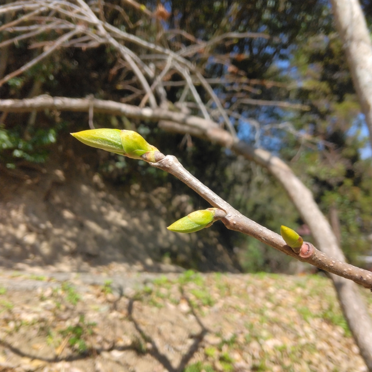 f:id:mee30:20220405193850j:plain