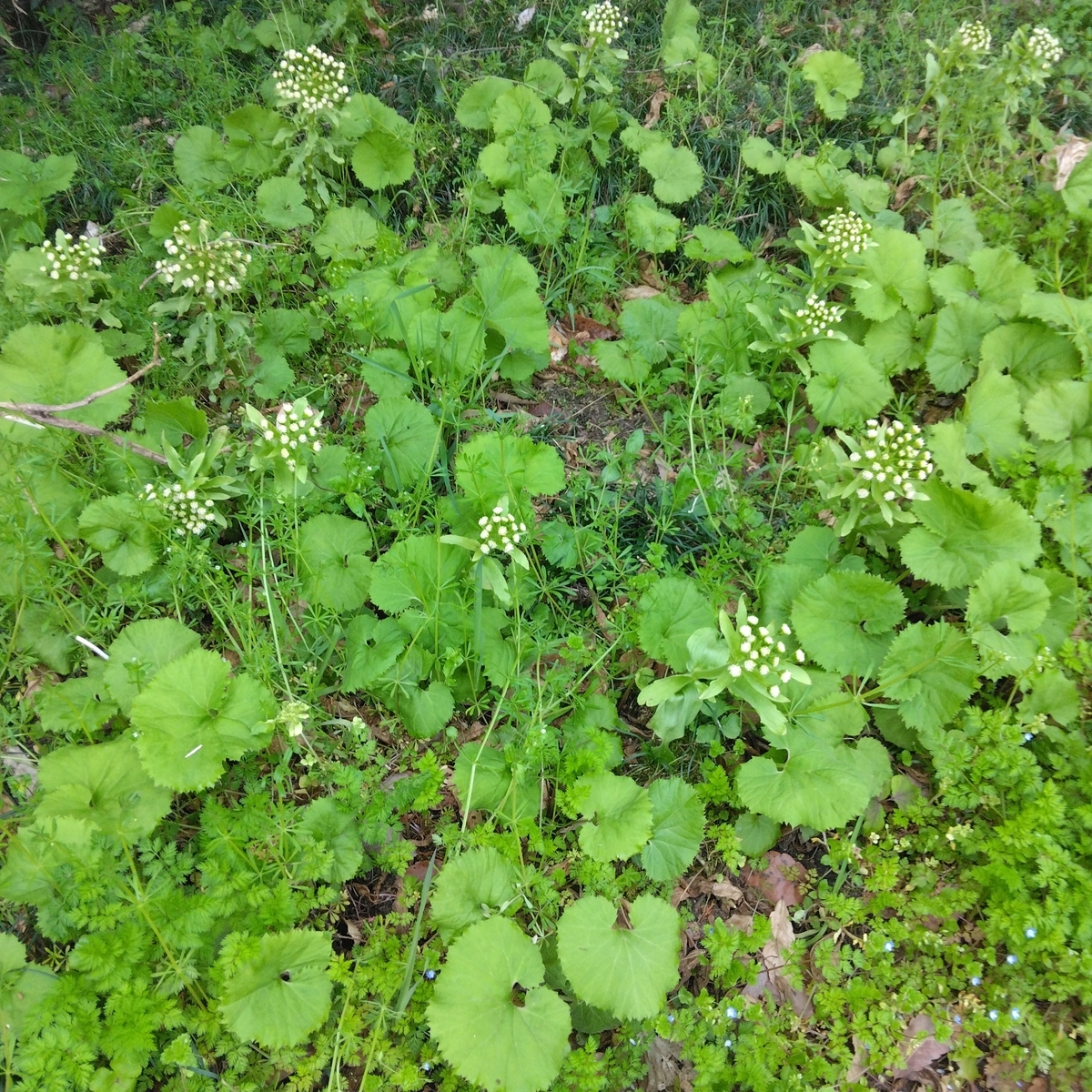 f:id:mee30:20220407194009j:plain