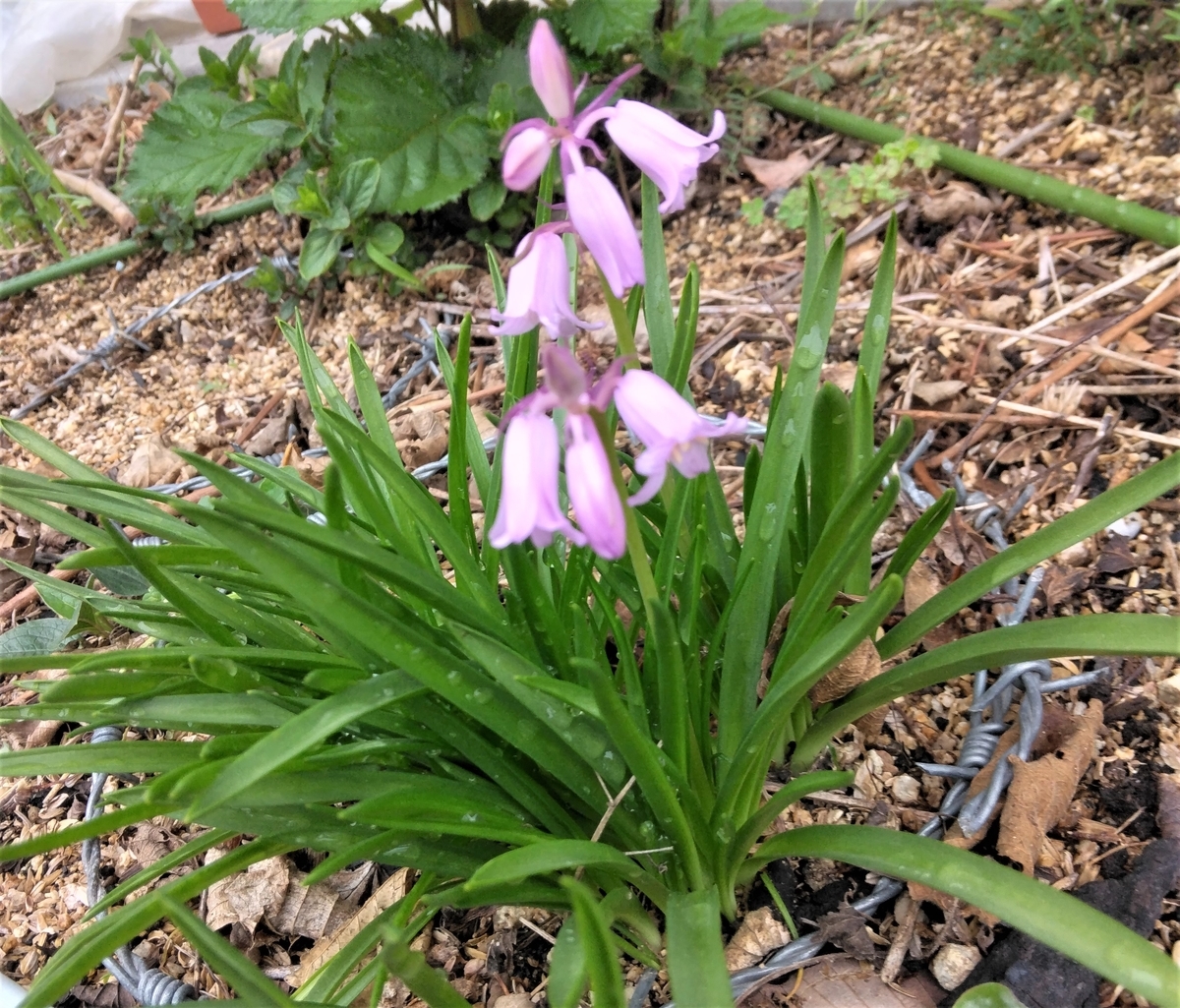 f:id:mee30:20220415195145j:plain