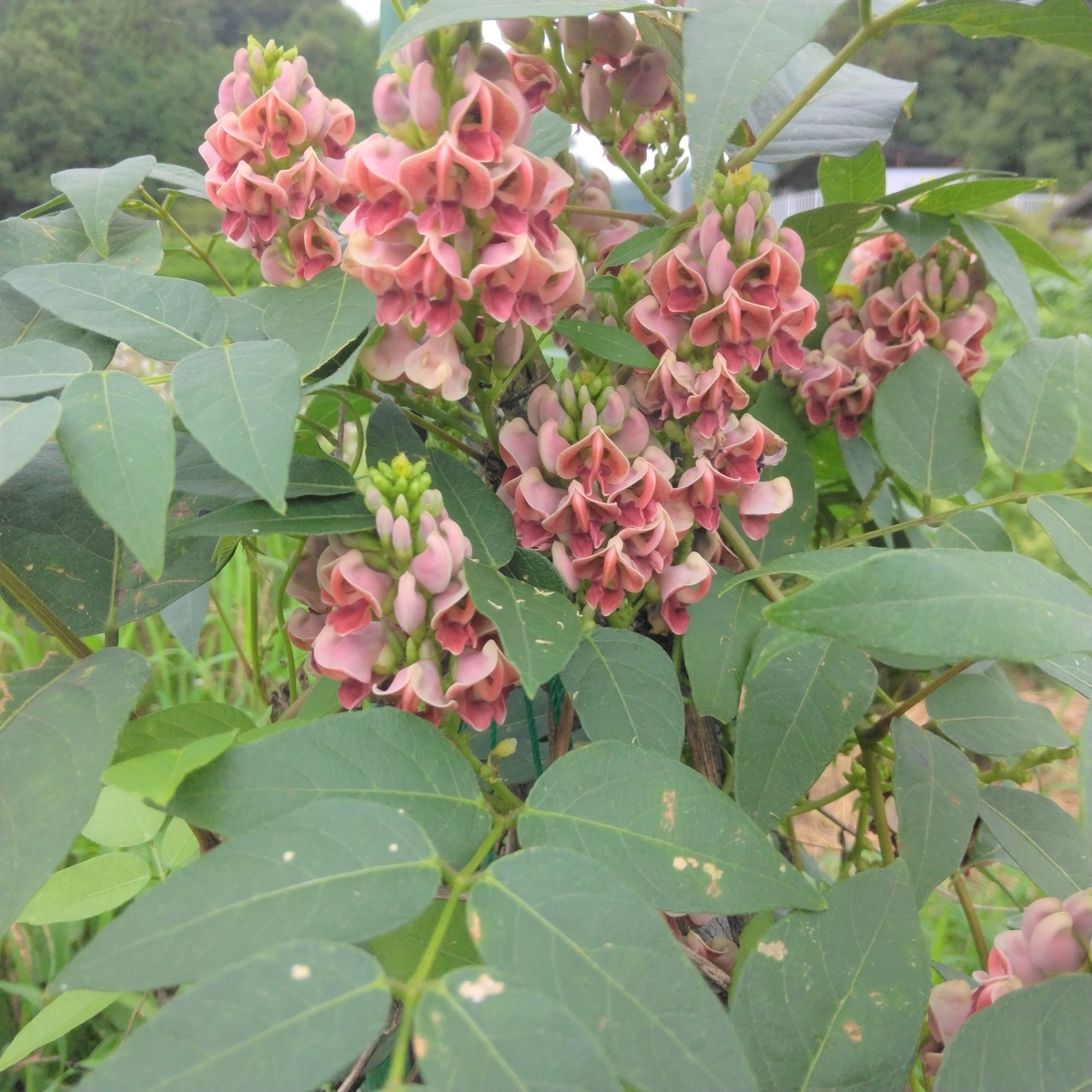 アピオスとは 動植物の人気 最新記事を集めました はてな