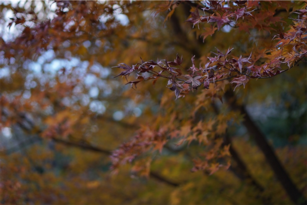 f:id:meeeko607:20240218165511j:image f:id:meeeko607:20240218165511j:image