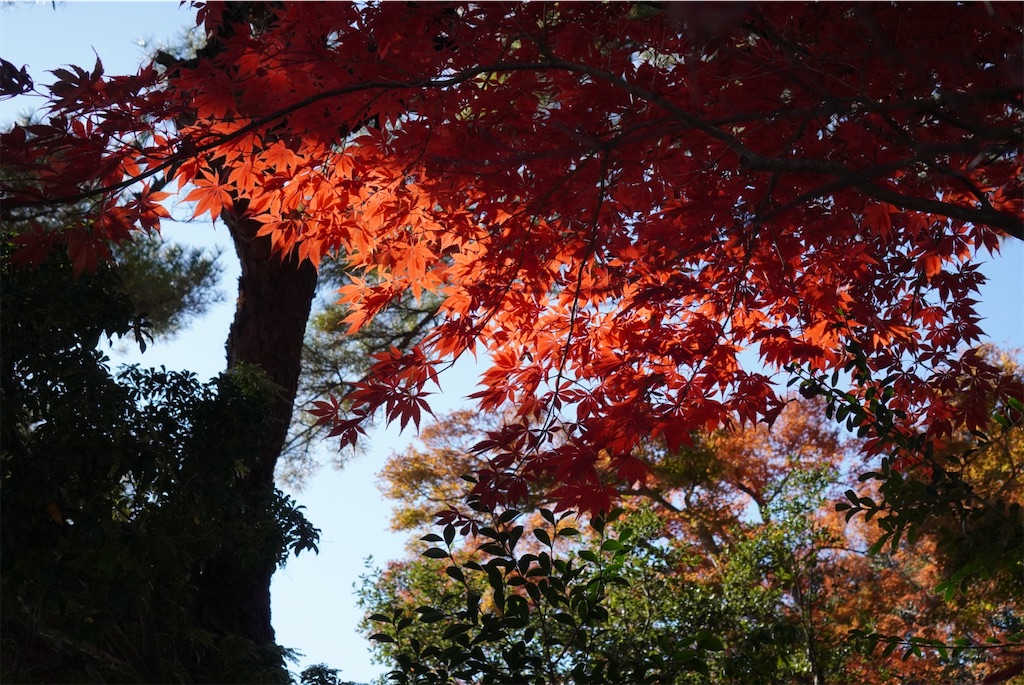 f:id:meeeko607:20240218165515j:image f:id:meeeko607:20240218165515j:image