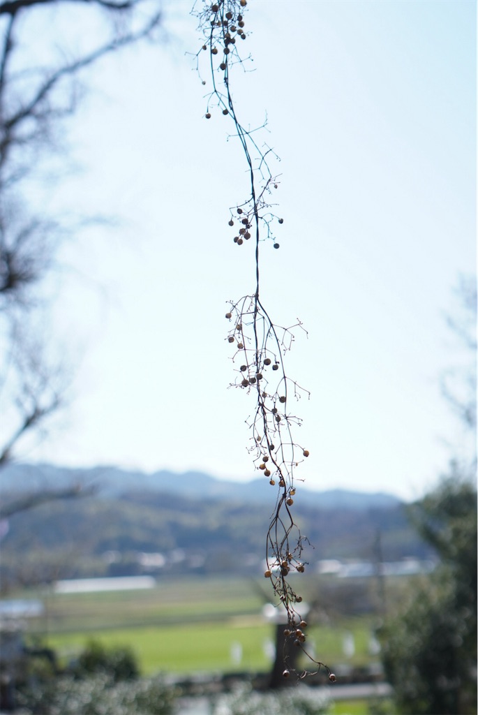 f:id:meeeko607:20240312231236j:image