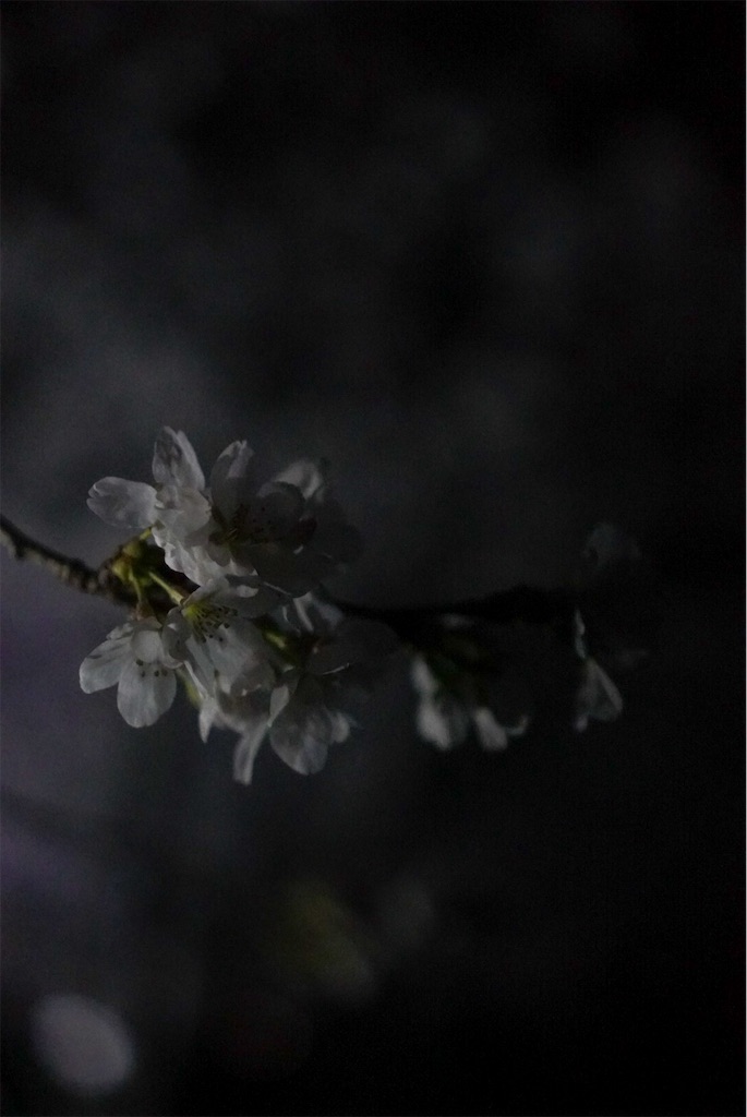 f:id:meeeko607:20240329220413j:image