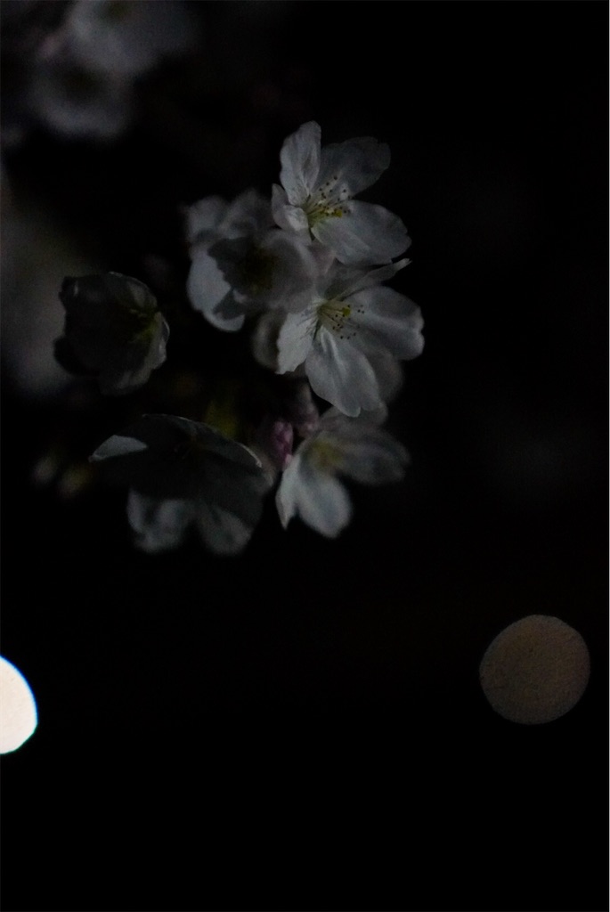 f:id:meeeko607:20240329220416j:image