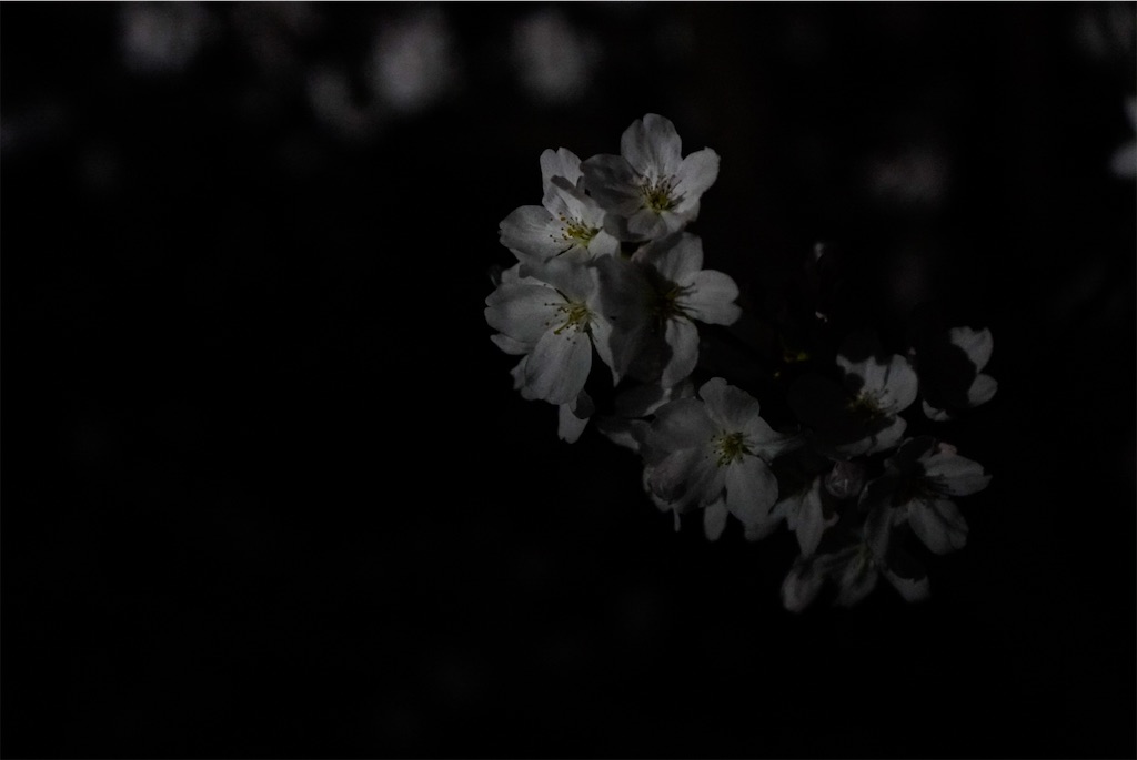f:id:meeeko607:20240329220419j:image