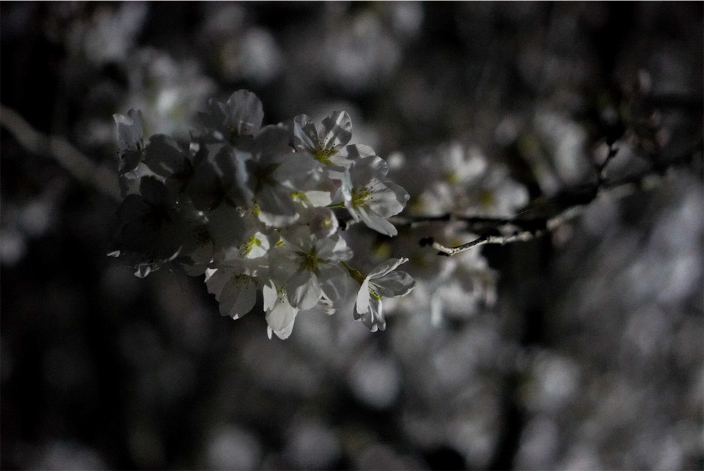 f:id:meeeko607:20240329220433j:image