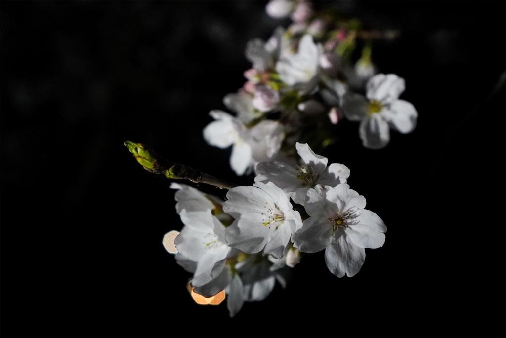 f:id:meeeko607:20240329220436j:image
