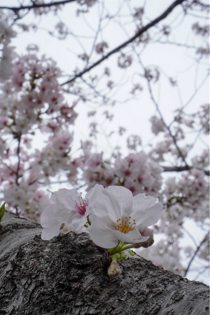 f:id:meeeko607:20240331195935j:image