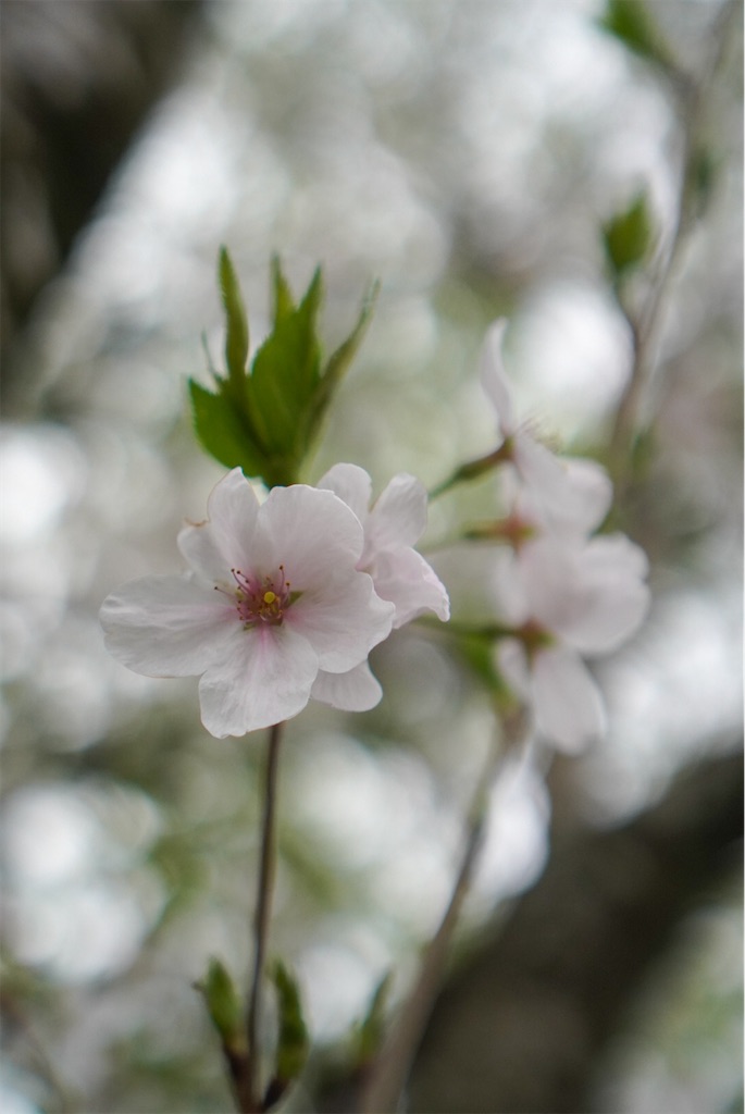 f:id:meeeko607:20240331195939j:image