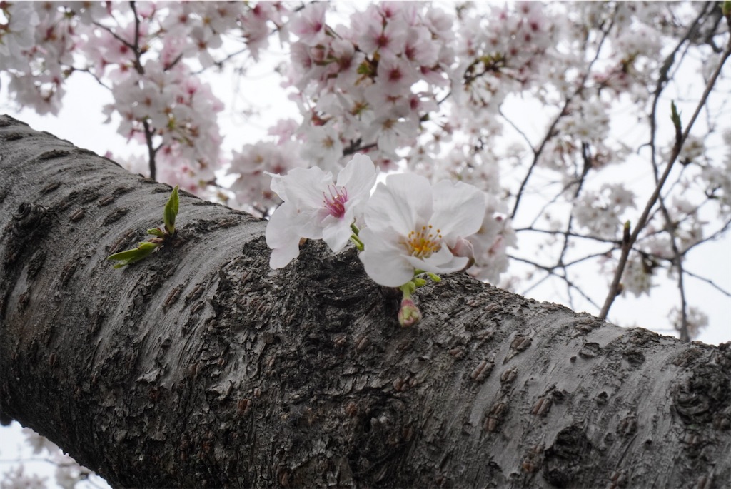 f:id:meeeko607:20240331195943j:image