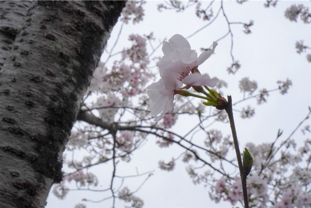 f:id:meeeko607:20240331195950j:image