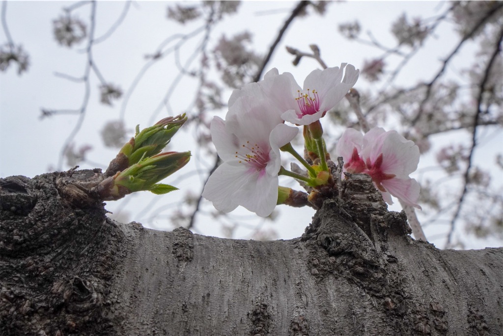 f:id:meeeko607:20240331195954j:image