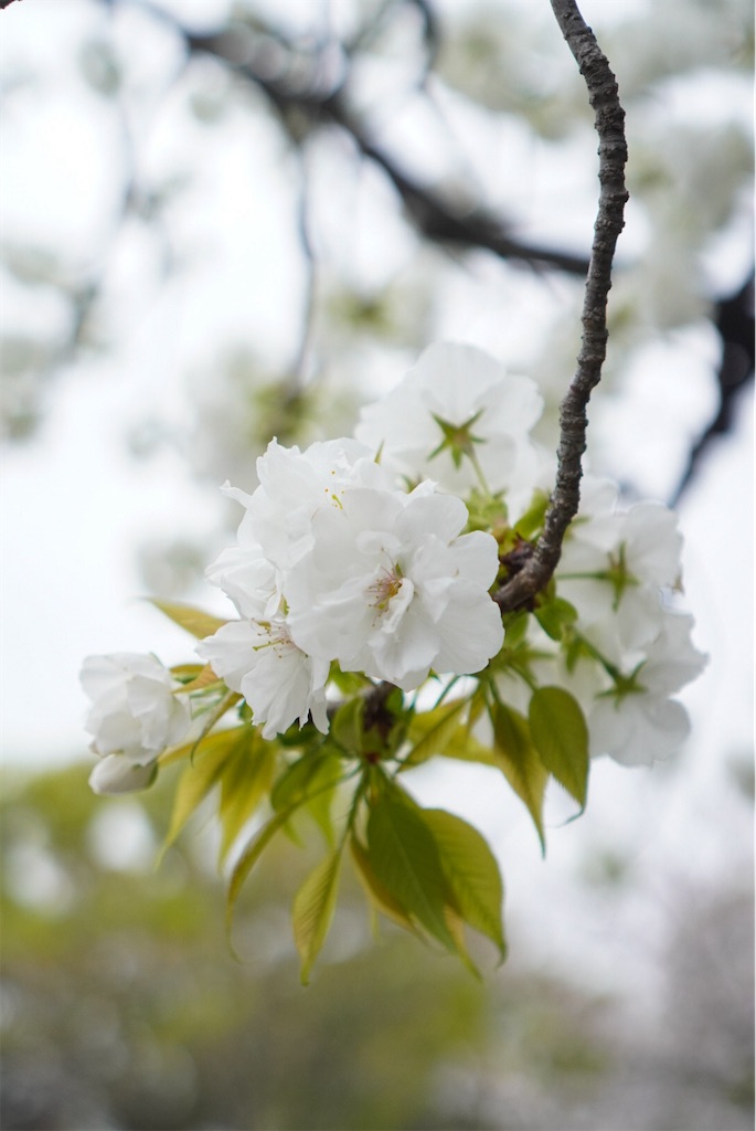 f:id:meeeko607:20240331195958j:image