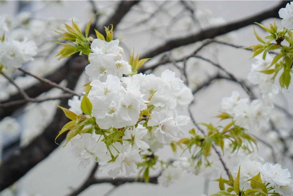 f:id:meeeko607:20240331200005j:image