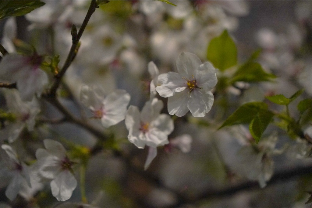 f:id:meeeko607:20240416212840j:image f:id:meeeko607:20240416212840j:image