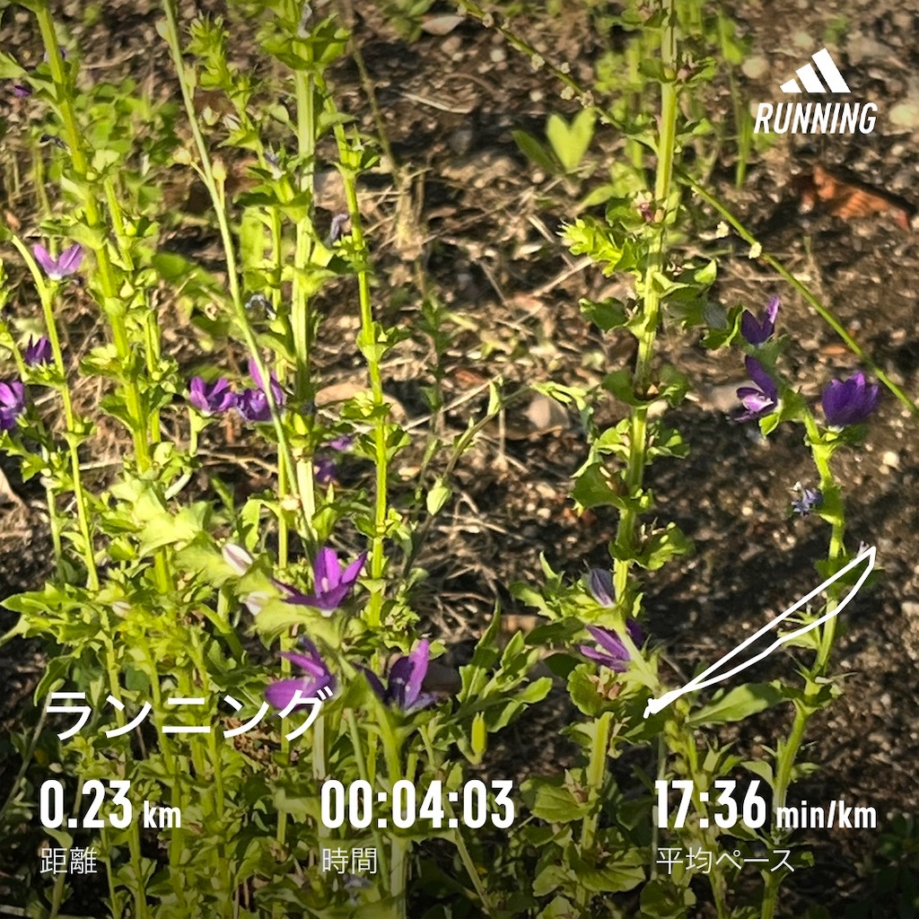 f:id:meeeko607:20240522113817j:image